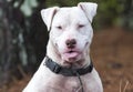 Happy white Pitbull dog with panting tongue