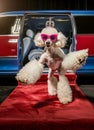 a happy white poodle dressed in pink sunglasses and wearing a tiara, standing on two legs holding the door open for you Royalty Free Stock Photo
