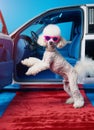 a happy white poodle dressed in pink sunglasses and wearing a tiara, standing on two legs holding the door open for you Royalty Free Stock Photo