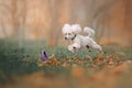 Happy white poodle jumping after a toy outdoors