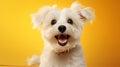 Happy white puppy dog smiling on isolated yellow bright background Royalty Free Stock Photo