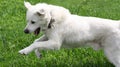 White Pyrenean Mountain Dog Playing Royalty Free Stock Photo