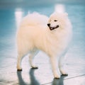 Happy White Samoyed Dog Puppy Whelp Standing on Royalty Free Stock Photo