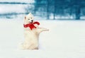 Happy white Samoyed dog in red scarf stands on hind legs at snow