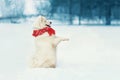 Happy white Samoyed dog in red scarf stands on hind legs at snow
