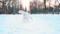 Happy white Samoyed dog