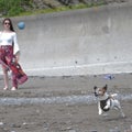 Happy white and tan Jack Russell dog runs to catch a ball on a beach