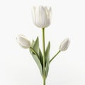 Happy White Tulip On White Background - Vray Tracing, 32k Uhd Image Royalty Free Stock Photo