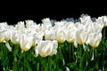 Sunny spring day backlit white tulips on black background
