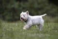 Little white terrier dog walking and smiling in green grass Royalty Free Stock Photo
