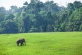 Happy Wild Elephant in nature. Wild Asian Elephant walking in the grassland in rainy season, lush evergreen forest backgrounds.