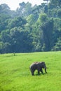 Happy Wild Elephant in nature. Wild Asian Elephant walking in the grassland in rainy season, lush evergreen forest backgrounds.