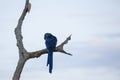 Happy and Wild Hyacinth Macaw Perched on Bare Branch
