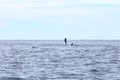 Happy wild pantropical spotted dolphin, Stenella attenuata, jumps free near a whale watching boat in the middle of the Pacific