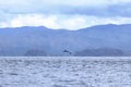 Happy wild pantropical spotted dolphin, Stenella attenuata, jumps free near a whale watching boat in the middle of the Pacific