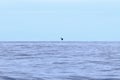 Happy wild pantropical spotted dolphin, Stenella attenuata, jumps free near a whale watching boat in the middle of the Pacific