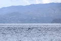 Happy wild pantropical spotted dolphin, Stenella attenuata, jumps free near a whale watching boat in the middle of the Pacific