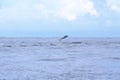 Happy wild pantropical spotted dolphin, Stenella attenuata, jumps free near a whale watching boat in the middle of the Pacific