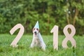 Adorable happy fox terrier dog at the park 2018 new year greetin Royalty Free Stock Photo