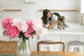 Happy woman caressing cute cat on background of minimal white kitchen with peonies bouquet in new modern home. Housewife relaxing Royalty Free Stock Photo