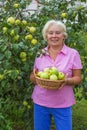 Happy woman collecting apples in the garden