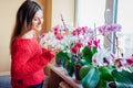 Happy woman enjoys blooming phalaenopsis orchids on window sill. Girl gardener taking care of home plants and flowers