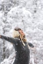 Happy Woman at Falling Snow with Open Arms Royalty Free Stock Photo