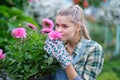 Happy  woman gardener choosing flower pot with anthuriums in garden center Royalty Free Stock Photo