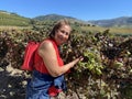 Happy Woman Picking Grapes in the Douro Valley region of Portugal Royalty Free Stock Photo