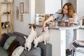 Happy woman placing healthy food into pp boxes admiring cute jack russell terrier playing at kitchen Royalty Free Stock Photo