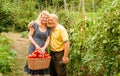 Happy woman and Senior Man with a basket of harvested freshly tomatoes in the vegetable garden Royalty Free Stock Photo