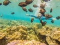 Happy woman in snorkeling mask dive underwater with tropical fishes in coral reef sea pool. Travel lifestyle, water Royalty Free Stock Photo