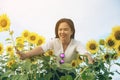 Happy woman in sunflower field smiling with happiness Royalty Free Stock Photo