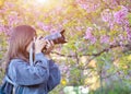 Happy woman traveler take photos by camera with cherry blossoms tree on vacation while spring Royalty Free Stock Photo
