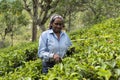 Happy woman working on a tea plantation in Sri Lanka