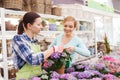 Happy women choosing flowers in greenhouse Royalty Free Stock Photo