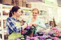 Happy women choosing flowers in greenhouse Royalty Free Stock Photo