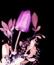 Happy women`s day banner with photo of Spring flowers bouquet of red tulip, bird-cherry tree flowers inverted, x-ray imitation