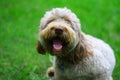 Happy Woodle Puppy Dog Royalty Free Stock Photo