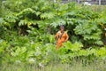 Happy worker in bright orange overalls sitting with a motorcycle mower on the background of a thicket of tall grass borschevik wee