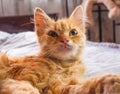 Happy yellow cat on a bed.