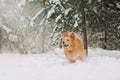 Happy yellow dog runs through the snow