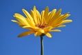 A Happy Yellow Gerbera Daisy Reaches For The Sky