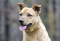 Happy Yellow Lab mixed breed dog panting Royalty Free Stock Photo
