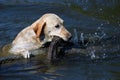 Happy yellow labrador dog swimming in the water