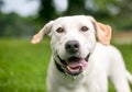 A happy yellow Labrador Retriever dog outdoors Royalty Free Stock Photo