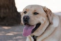 Happy yellow Labrador Retriever laying in the shade Royalty Free Stock Photo