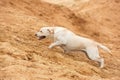 Happy yellow labrador.