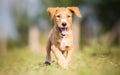 Happy yellow puppy running