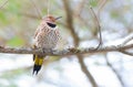 Happy yellow shafted flicker - Colaptes auratus on a springtime tree branch.